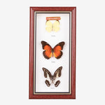 Tahanan by Kultura 3 Pieces Framed Butterflies