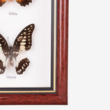 Tahanan by Kultura 3 Pieces Framed Butterflies