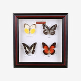 Tahanan by Kultura 4 Pieces Framed Butterflies