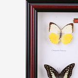 Tahanan by Kultura 4 Pieces Framed Butterflies