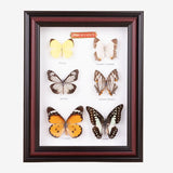 Tahanan by Kultura 6 Pieces Framed Butterflies