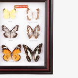 Tahanan by Kultura 6 Pieces Framed Butterflies