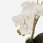 Prestige Orchids Glass Arrangement